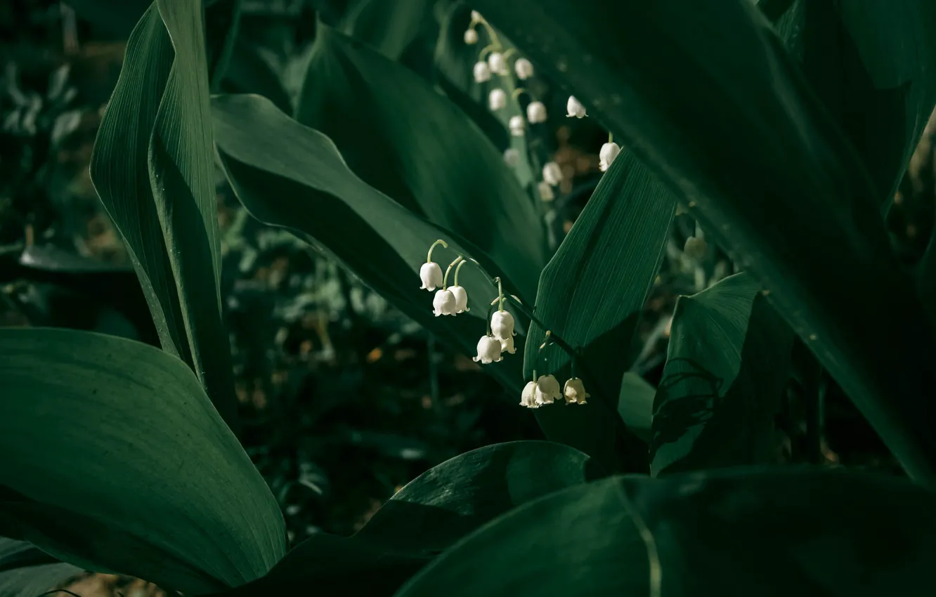Photo wallpaper leaves, flowers, the dark background, spring, white, lilies of the valley