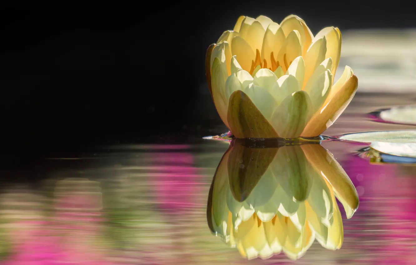 Photo wallpaper flower, water, nature, lake, pond, reflection, Bud, Lily
