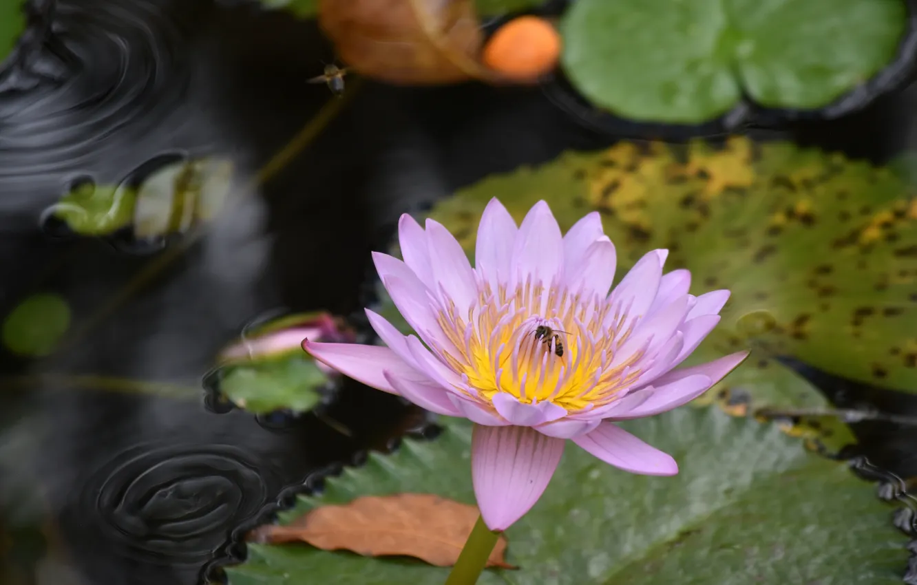 Photo wallpaper leaves, water, nature, bee, petals, Nymphaeum, water Lily