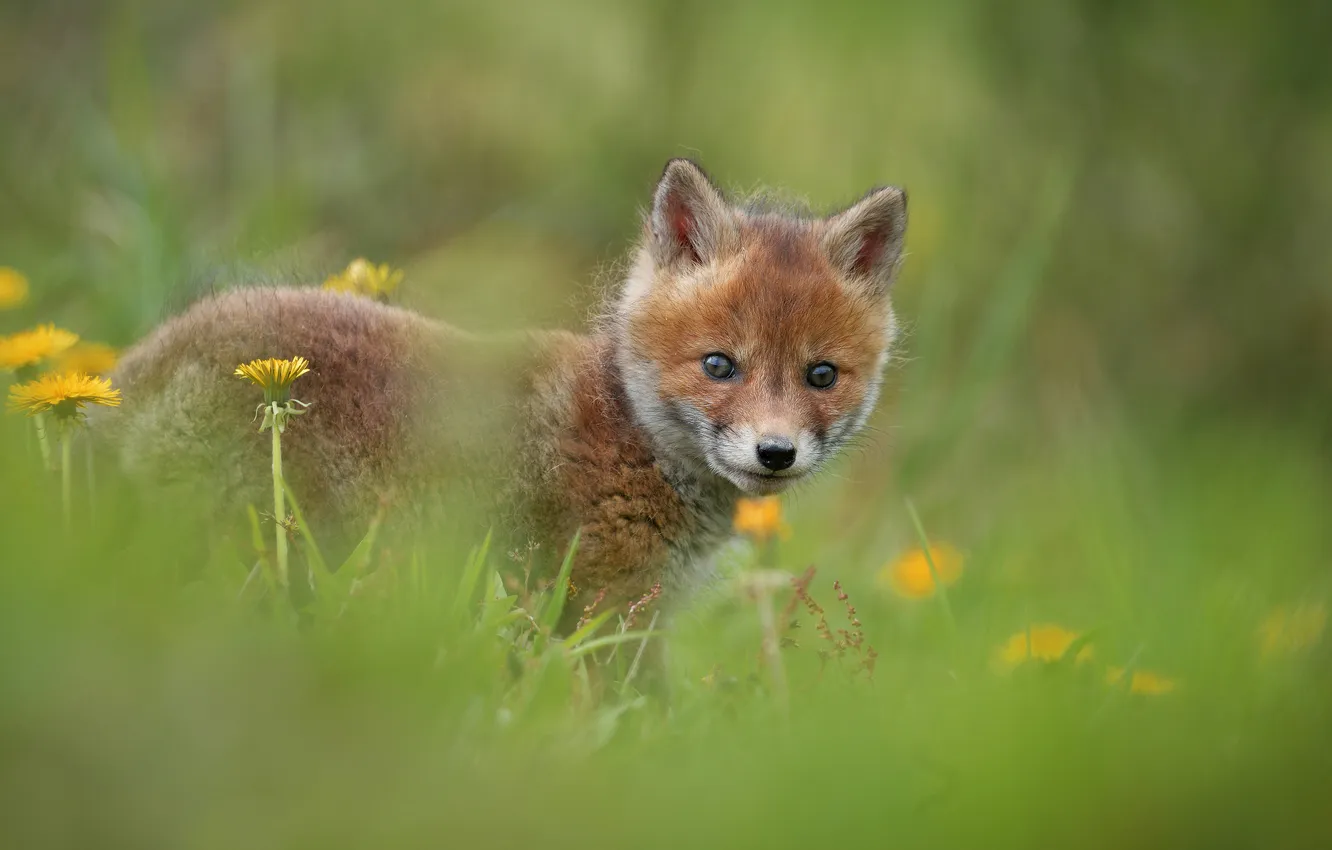 Photo wallpaper greens, grass, look, flowers, pose, glade, spring, baby