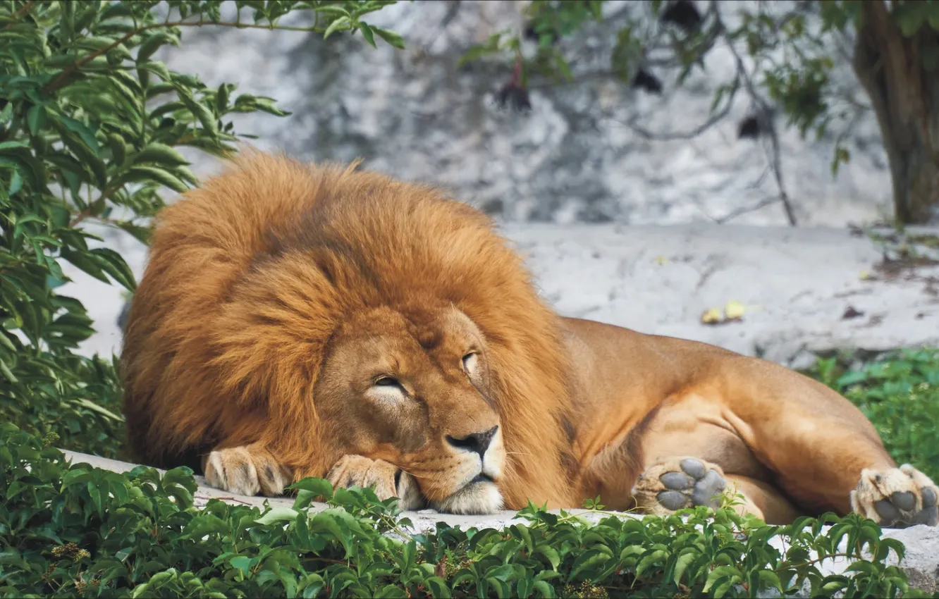 Photo wallpaper animal, relax, Leo, king, relax, lion, animal, king