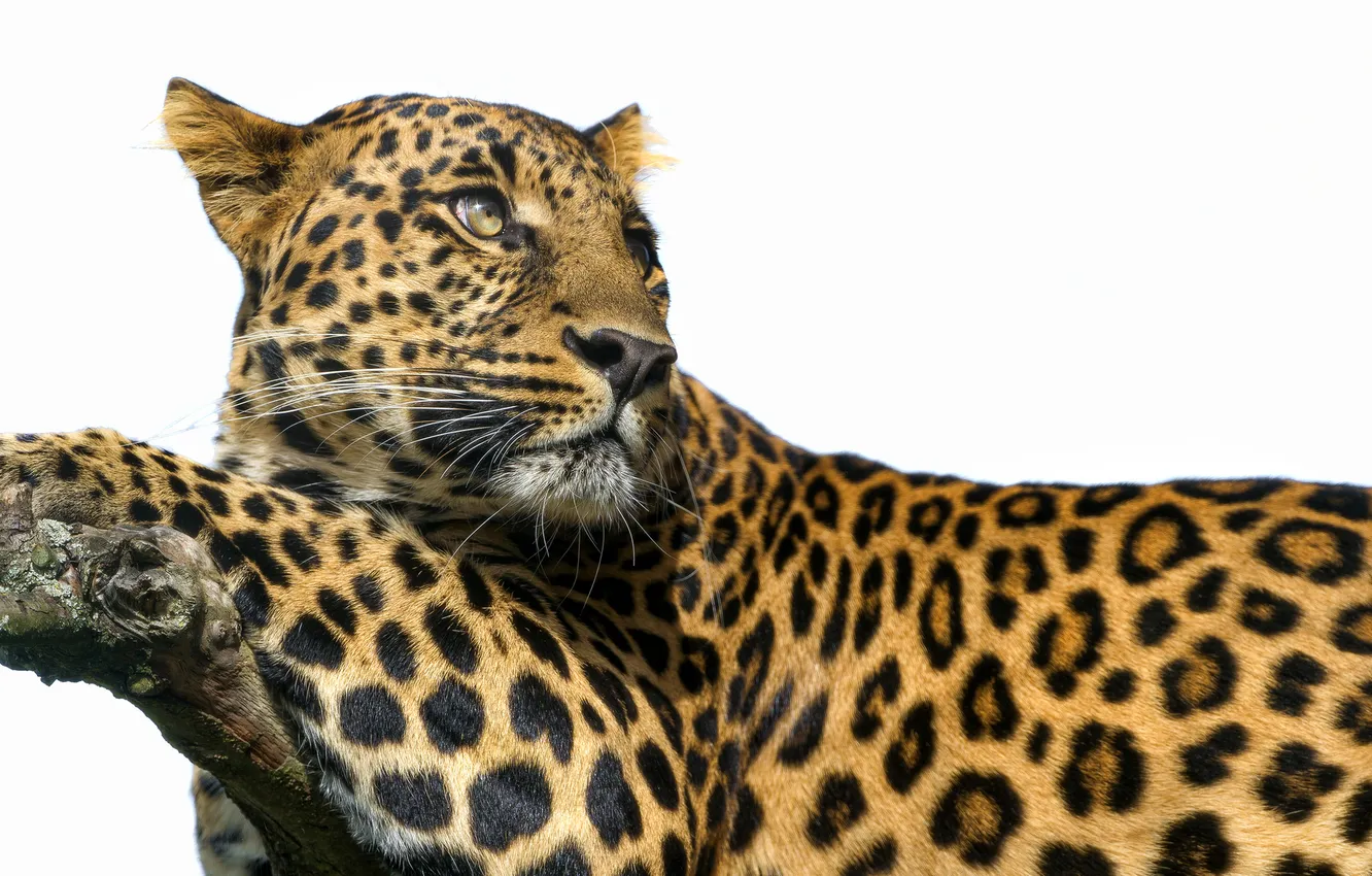 Photo wallpaper look, predator, branch, spot, leopard, white background, big cat
