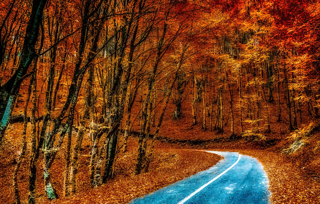 Photo wallpaper road, autumn, forest, leaves, trees