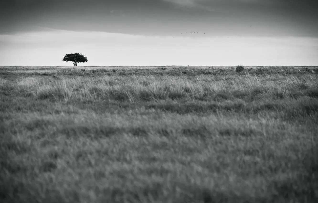 Photo wallpaper field, trees, b/W, life, by Robin de Blanche