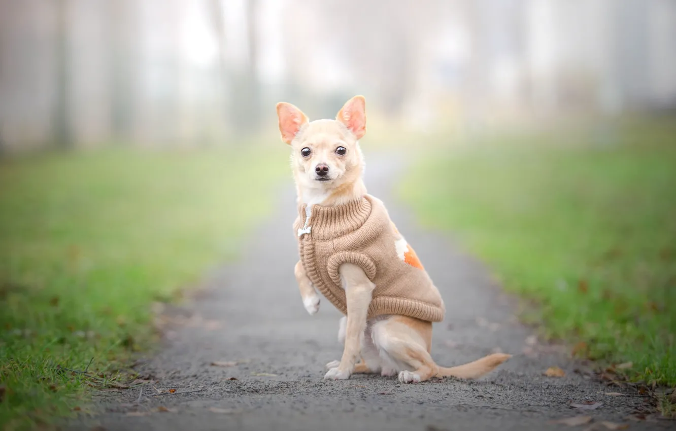Photo wallpaper look, dog, posing, walk, Chihuahua, vest, dog, clothes