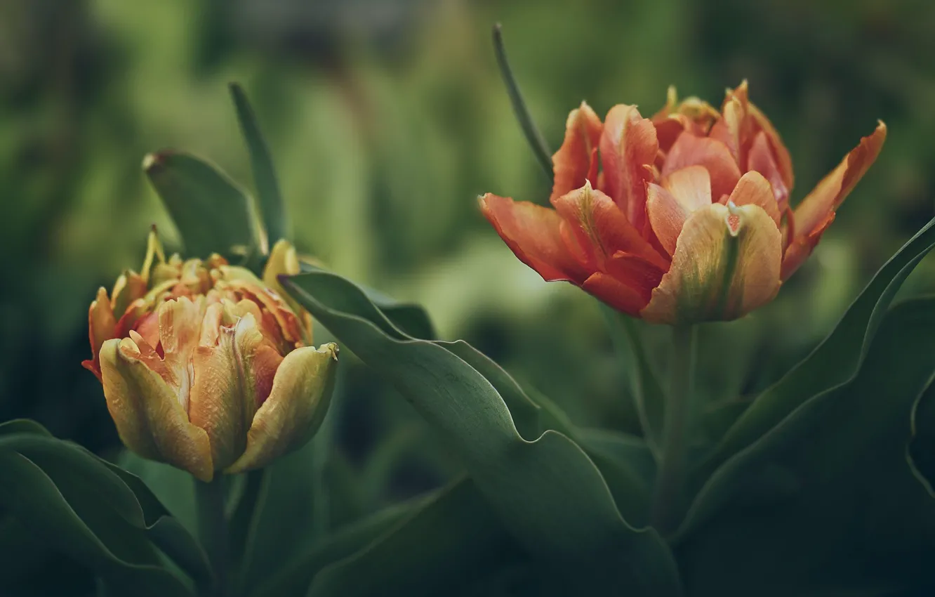 Photo wallpaper tulips, petals, disheveled beauties, layered