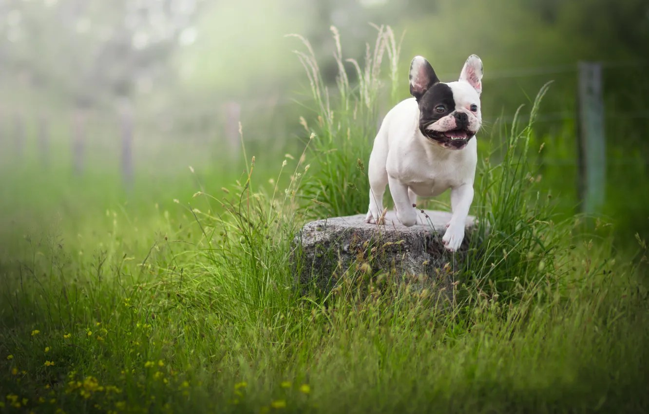 Photo wallpaper grass, stones, dog, French bulldog