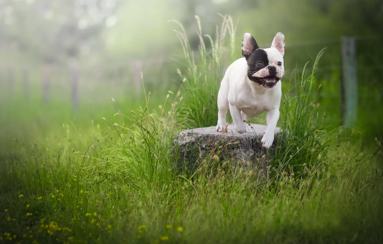 Photo wallpaper grass, stone, dog, French bulldog