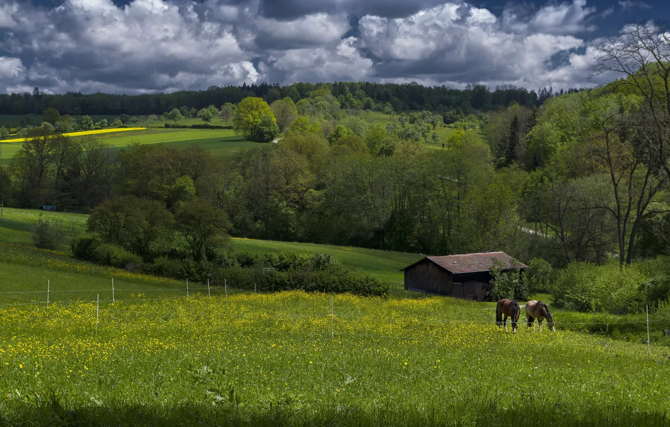 Photo wallpaper greens, field, forest, summer, nature, horse, hills, horse