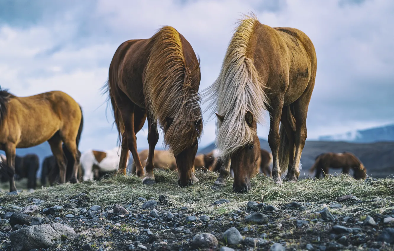 Photo wallpaper the sky, grass, mountains, stones, overcast, horse, horse, two