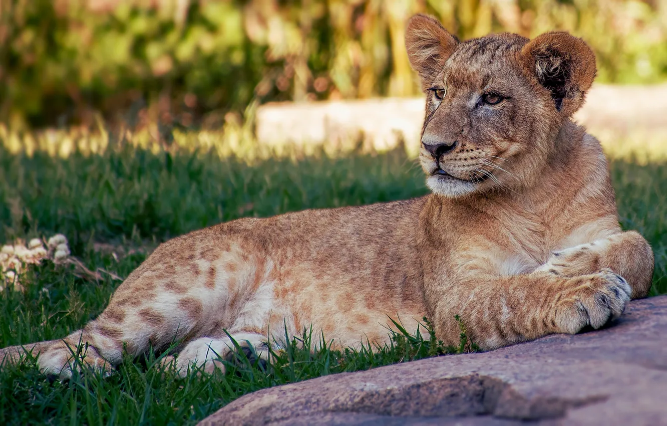 Photo wallpaper cat, grass, pose, stones, stay, Leo, lies, wild cats