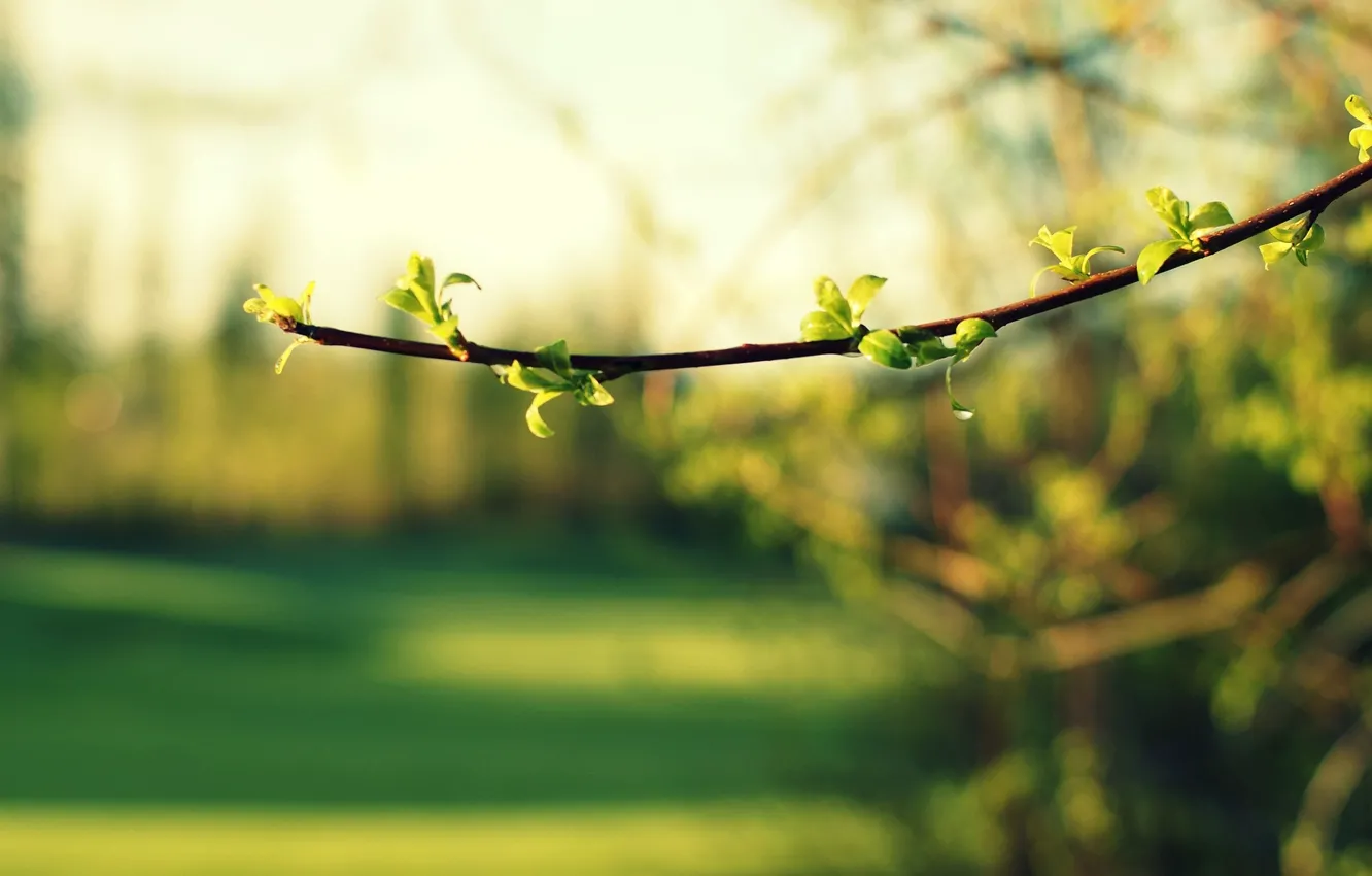 Photo wallpaper macro, trees, branches, green, background, widescreen, Wallpaper, foliage