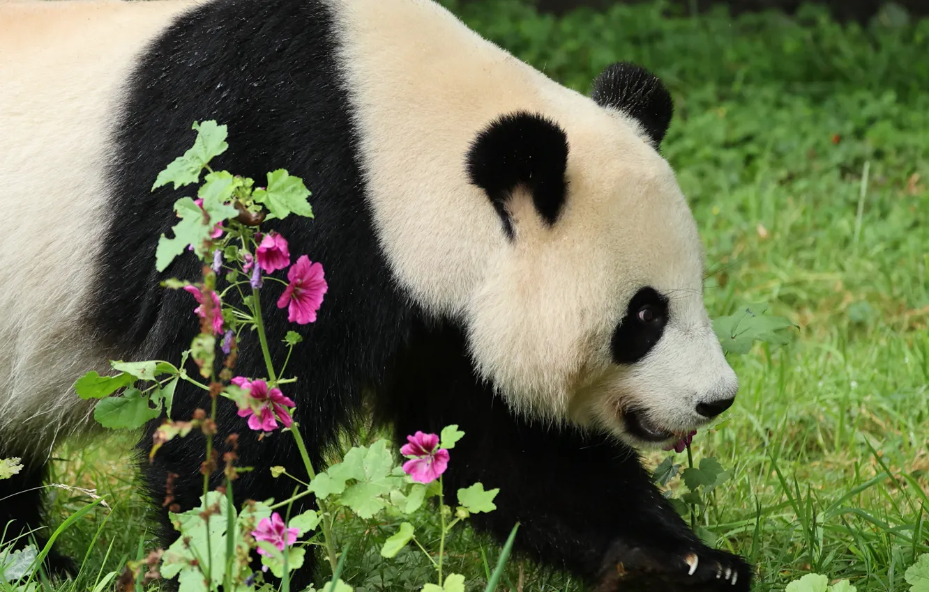 Photo wallpaper face, flowers, garden, bear, Panda, walk