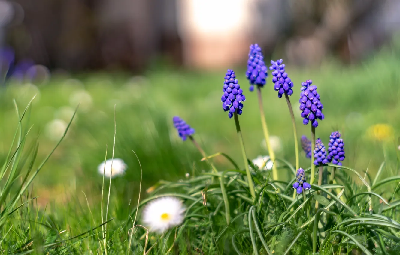 Photo wallpaper greens, purple, flowers, glade, spring, lilac, Muscari, hyacinth mouse