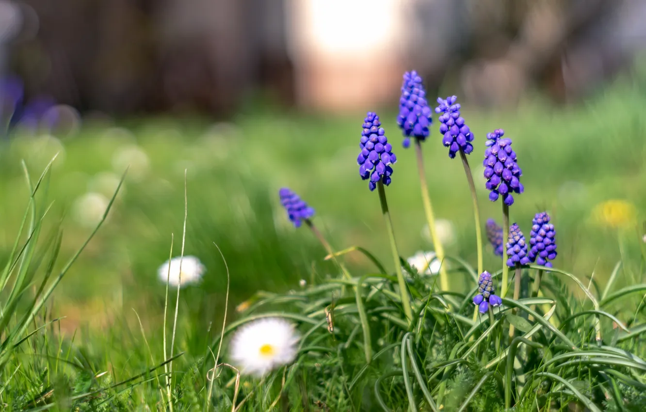 Photo wallpaper greens, flowers, glade, spring, purple, lilac, Muscari, hyacinth mouse
