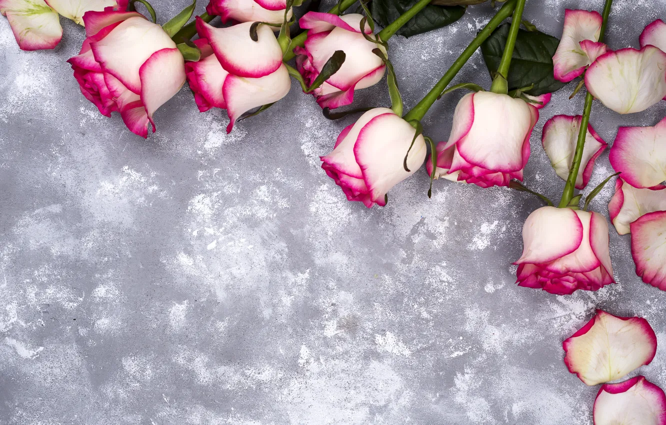 Photo wallpaper flowers, roses, petals, pink, white, pink, flowers, beautiful