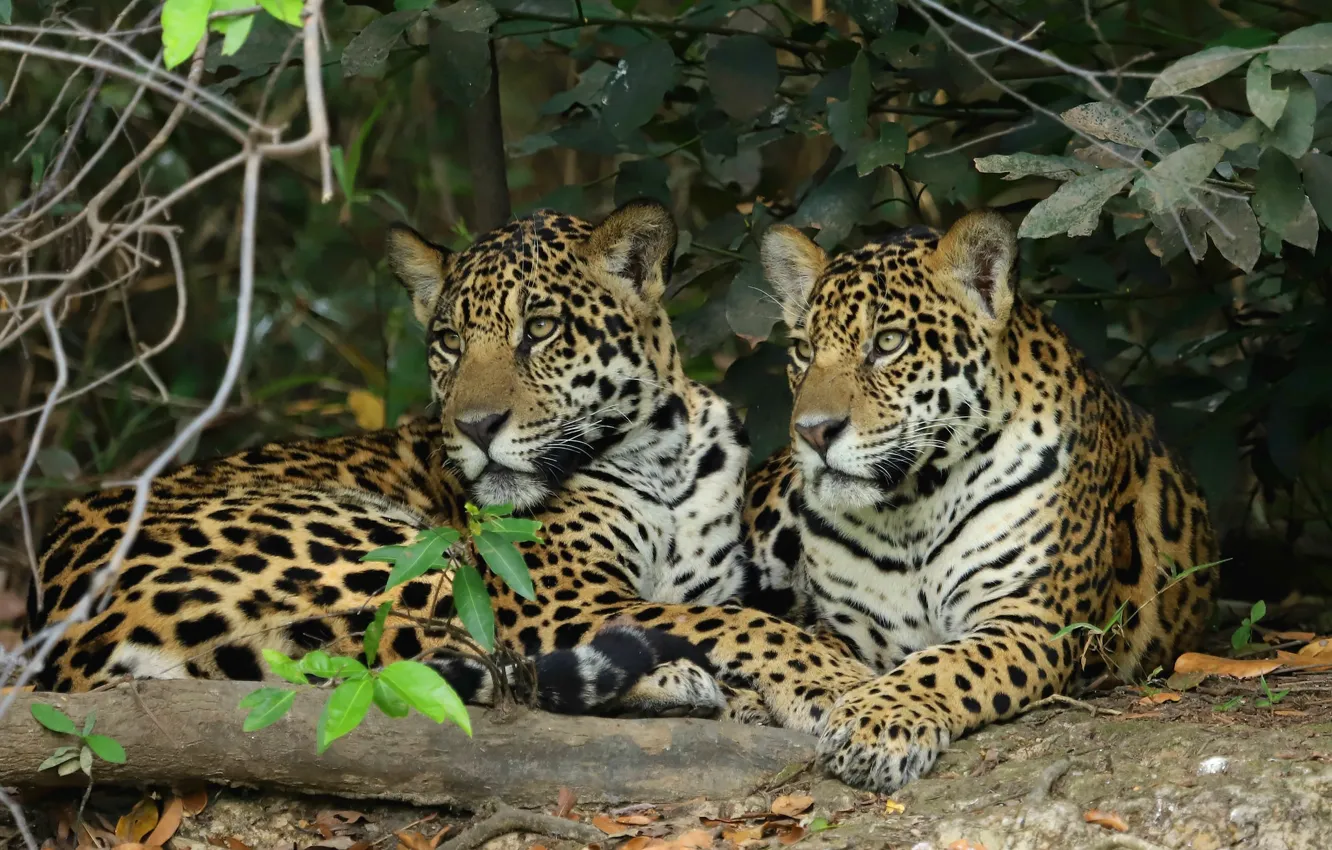 Photo wallpaper look, face, leaves, branches, nature, leopard, pair, lies
