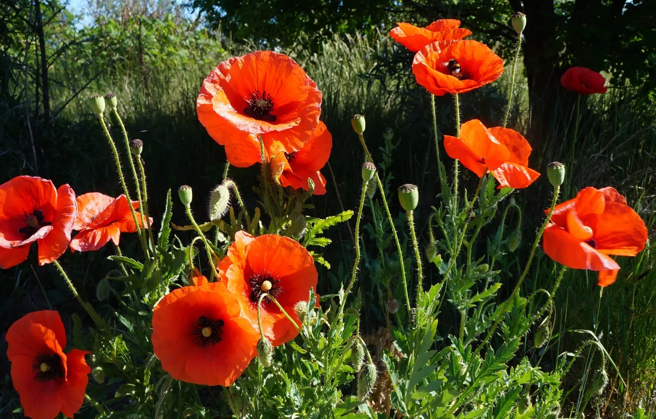 Photo wallpaper red, poppy, meadow, blooming