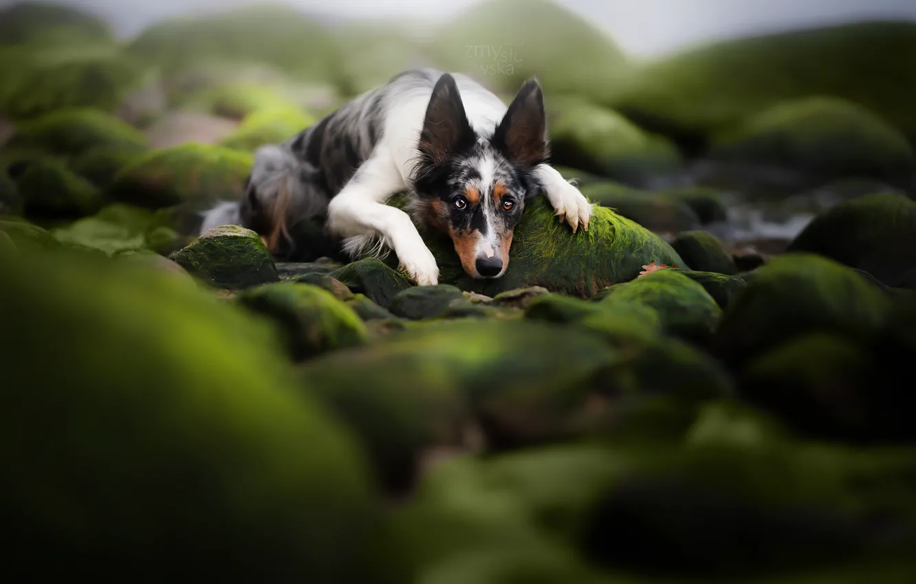 Photo wallpaper nature, each, dog