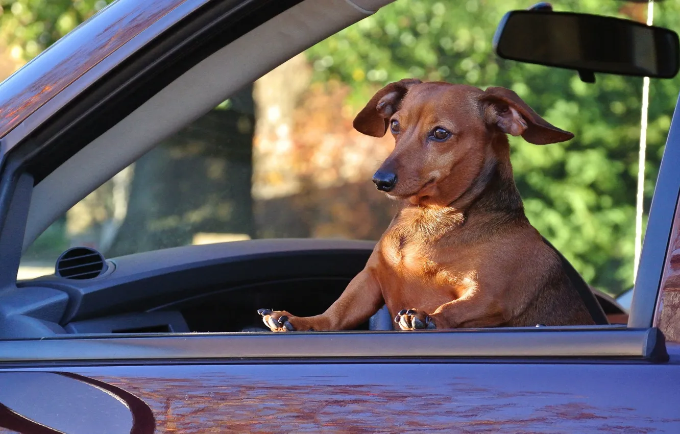 Photo wallpaper machine, the situation, dog, Passengers, Dachshund