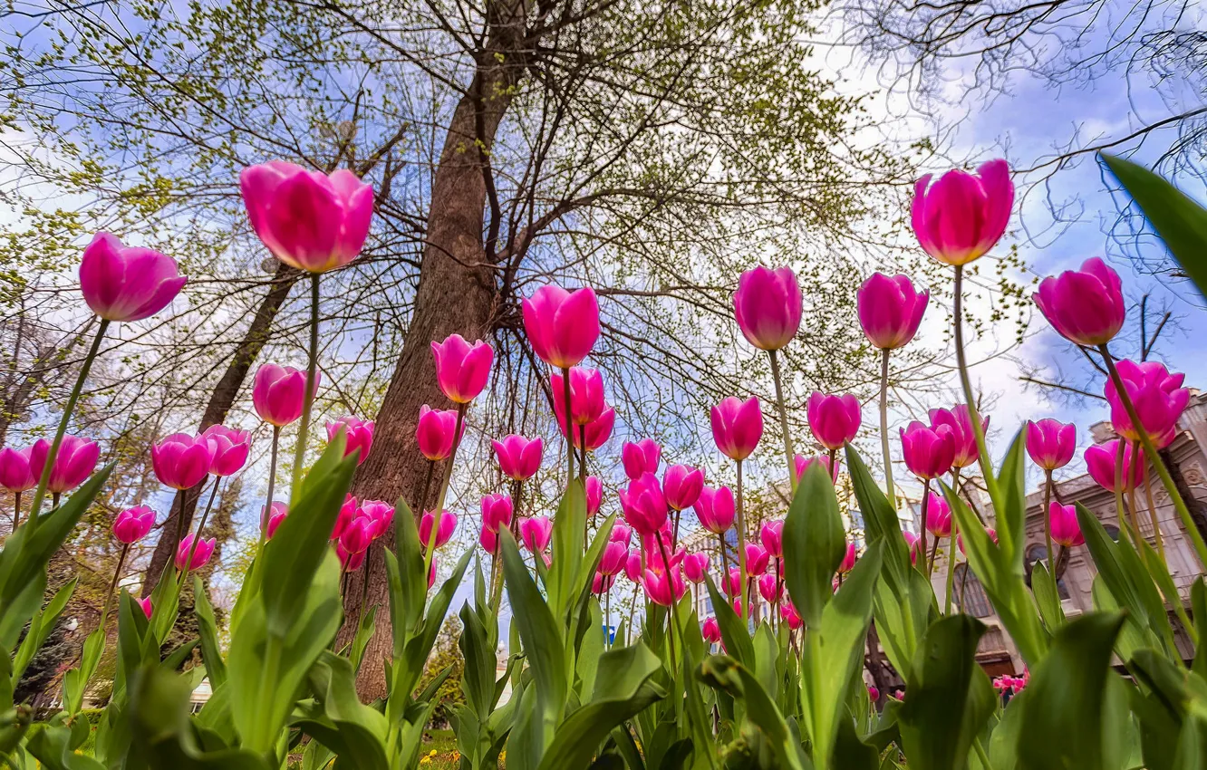 Photo wallpaper tree, spring, tulips, buds