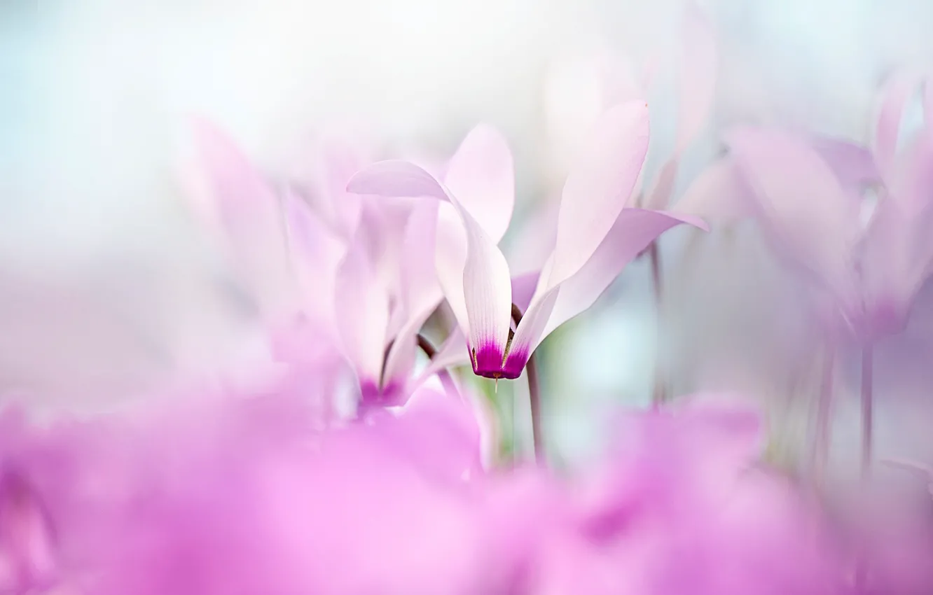 Photo wallpaper flowers, blur, spring, gentle, pink, bokeh, cyclamen