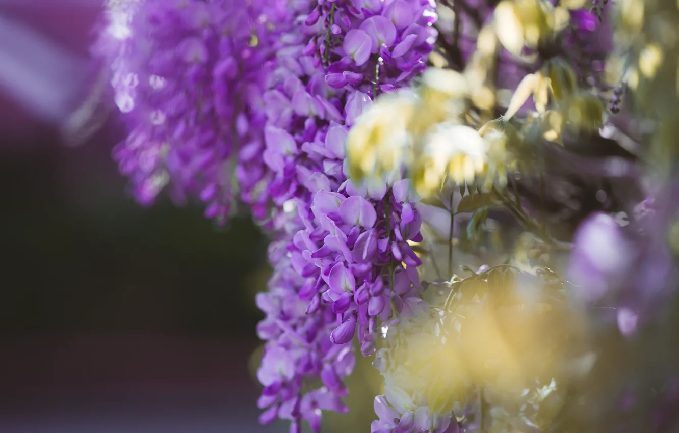 Photo wallpaper flowers, lilac, bokeh, Wisteria, Wisteria
