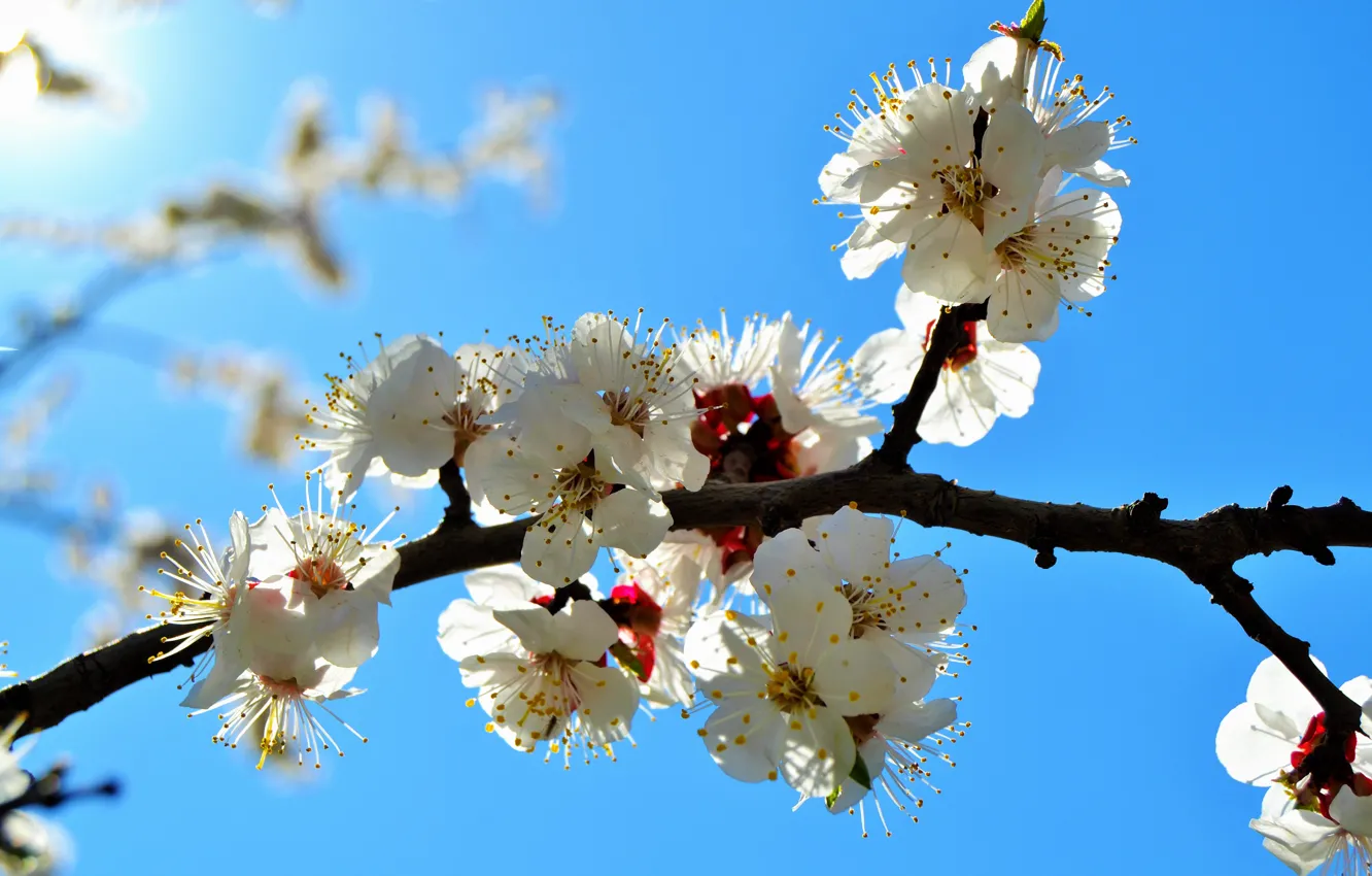 Photo wallpaper spring, petals, apricot, flowering