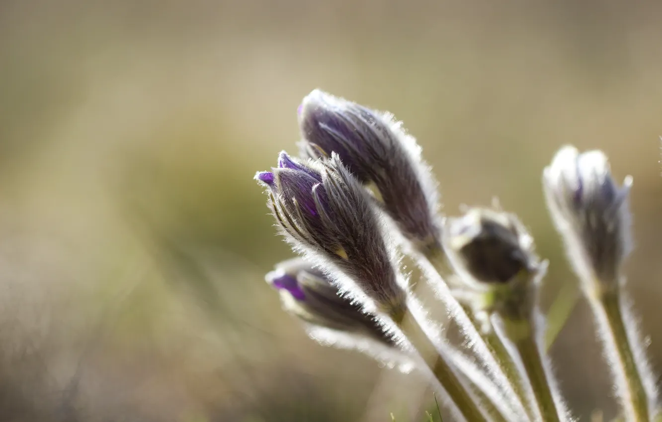 Photo wallpaper background, spring, dream grass