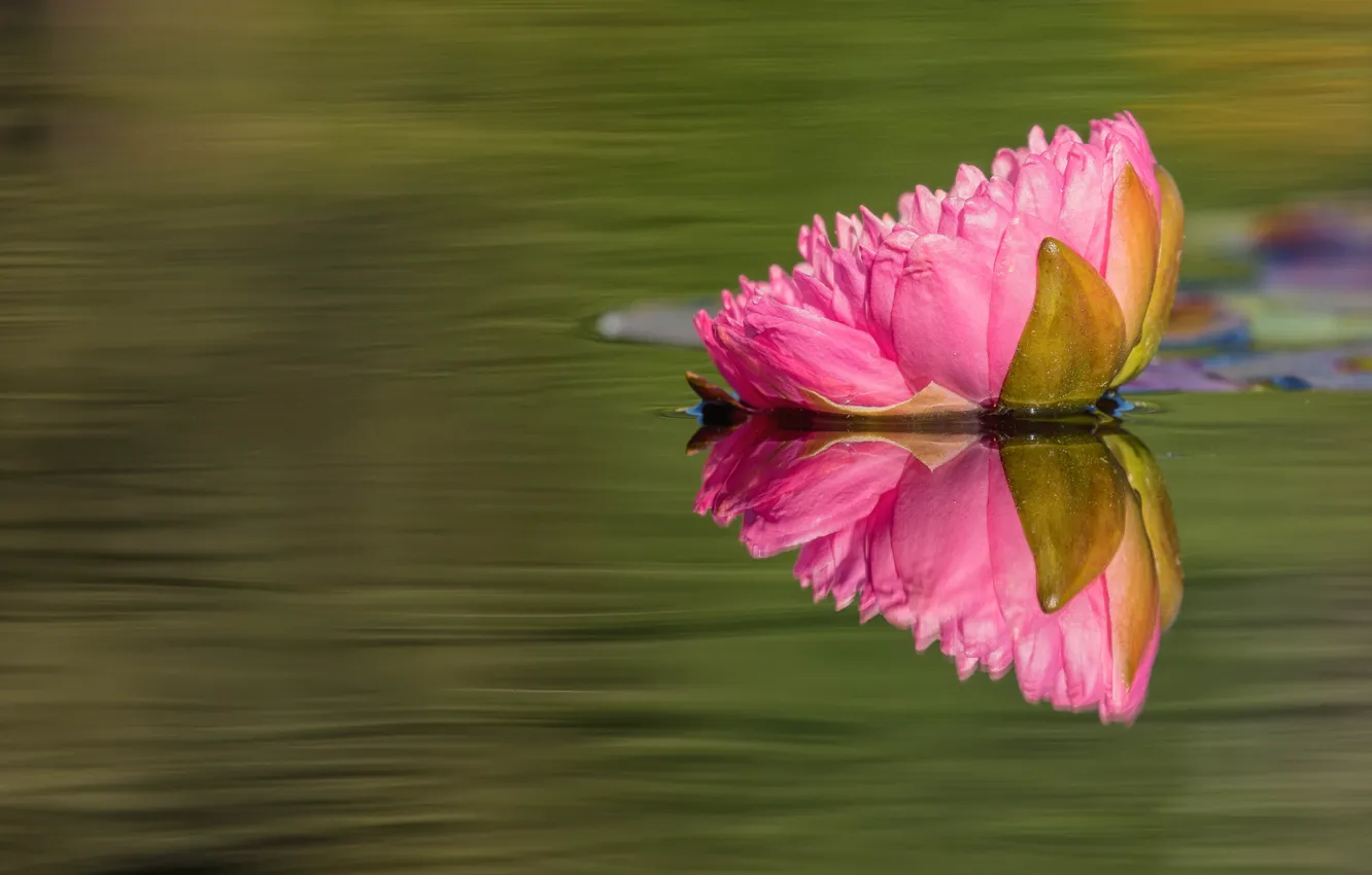 Photo wallpaper flower, water, nature, lake, pond, reflection, pink, Lily
