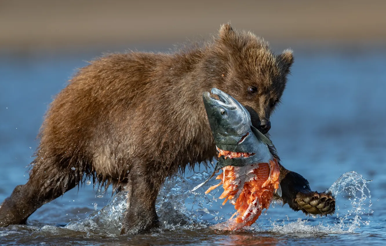 Photo wallpaper water, squirt, animal, fish, predator, bear, cub, mining