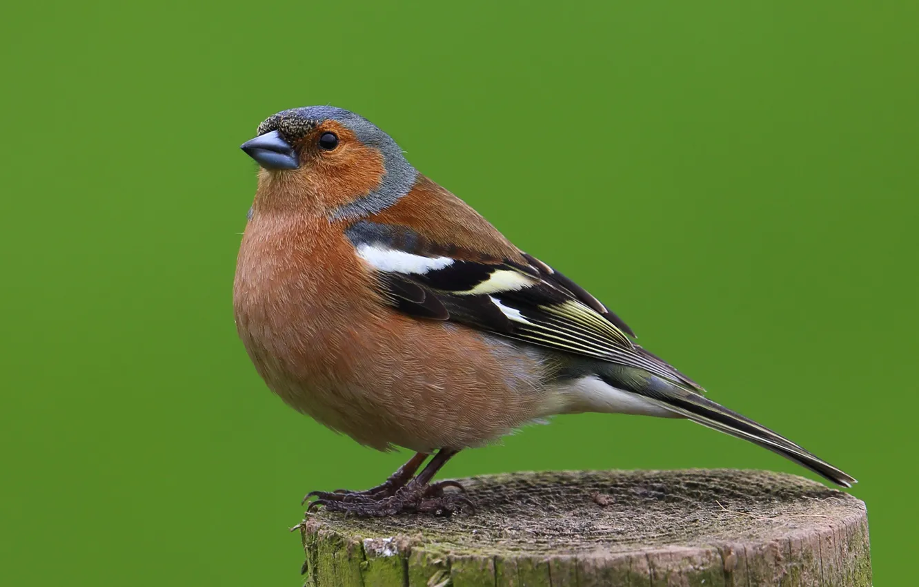 Photo wallpaper bird, animal, male, Chaffinch