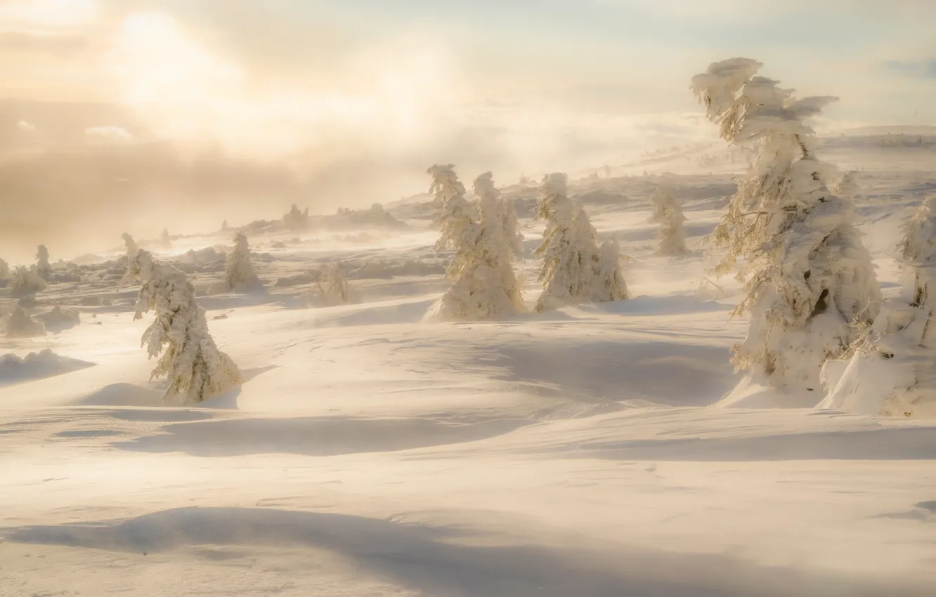 Photo wallpaper shadow, morning, the snow, light, snow, slope, winter, fog