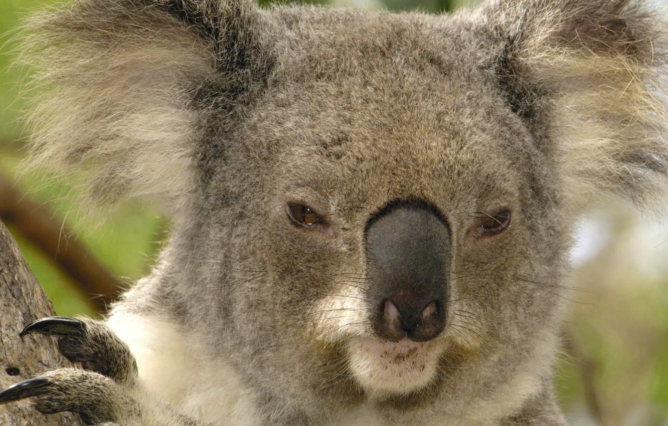 Photo wallpaper Australia, Koala, marsupials