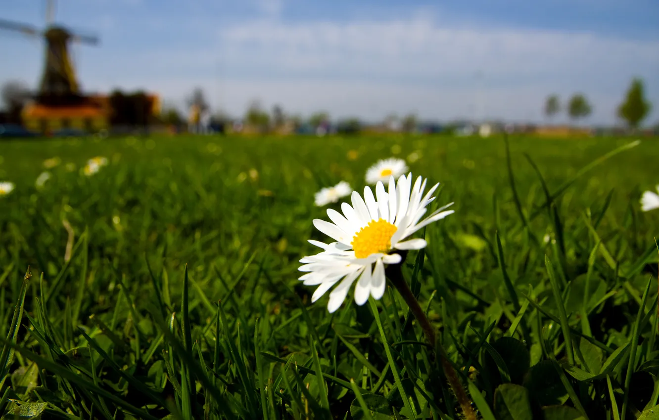 Photo wallpaper field, flower, the sky, Daisy, mill