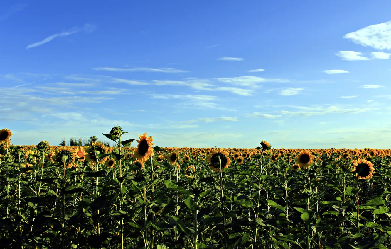 Photo wallpaper summer, sunflowers, flowers, garden