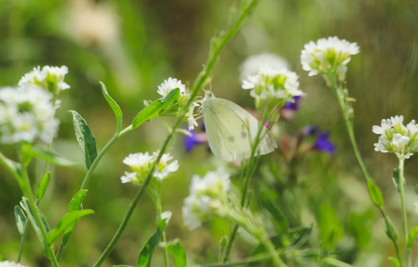 Photo wallpaper flower, butterfly, meadow