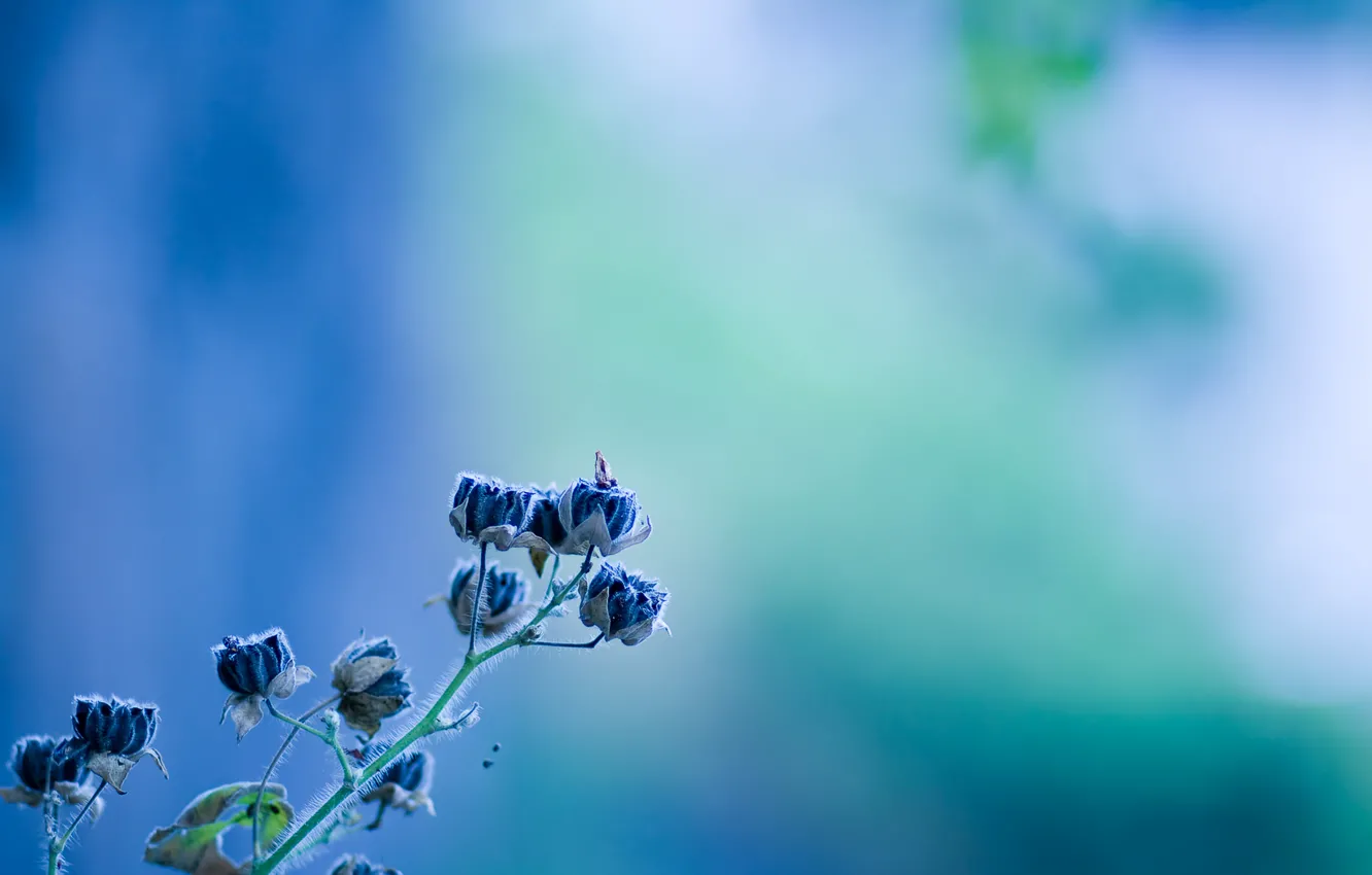 Photo wallpaper macro, blue, background, blue, color, stem, turquoise