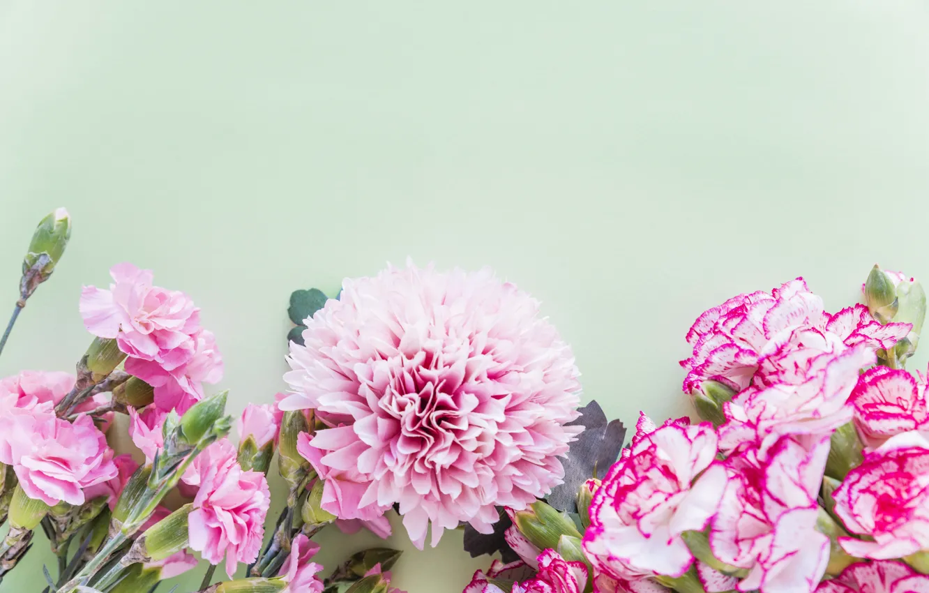 Photo wallpaper flowers, background, pink, carnation, Dahlia