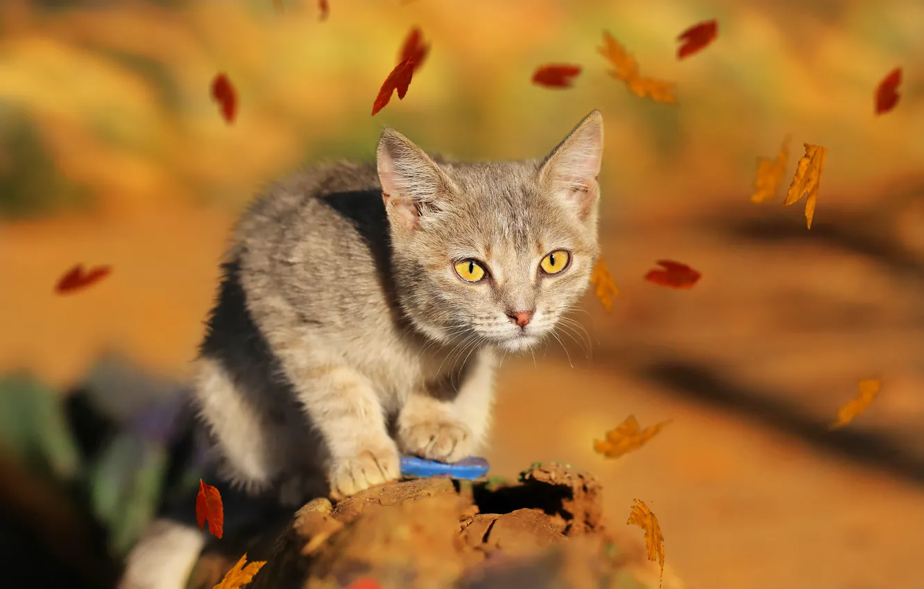 Photo wallpaper cat, look, leaves, background