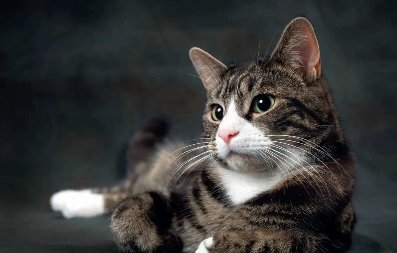 Photo wallpaper eyes, cat, mustache, background, striped
