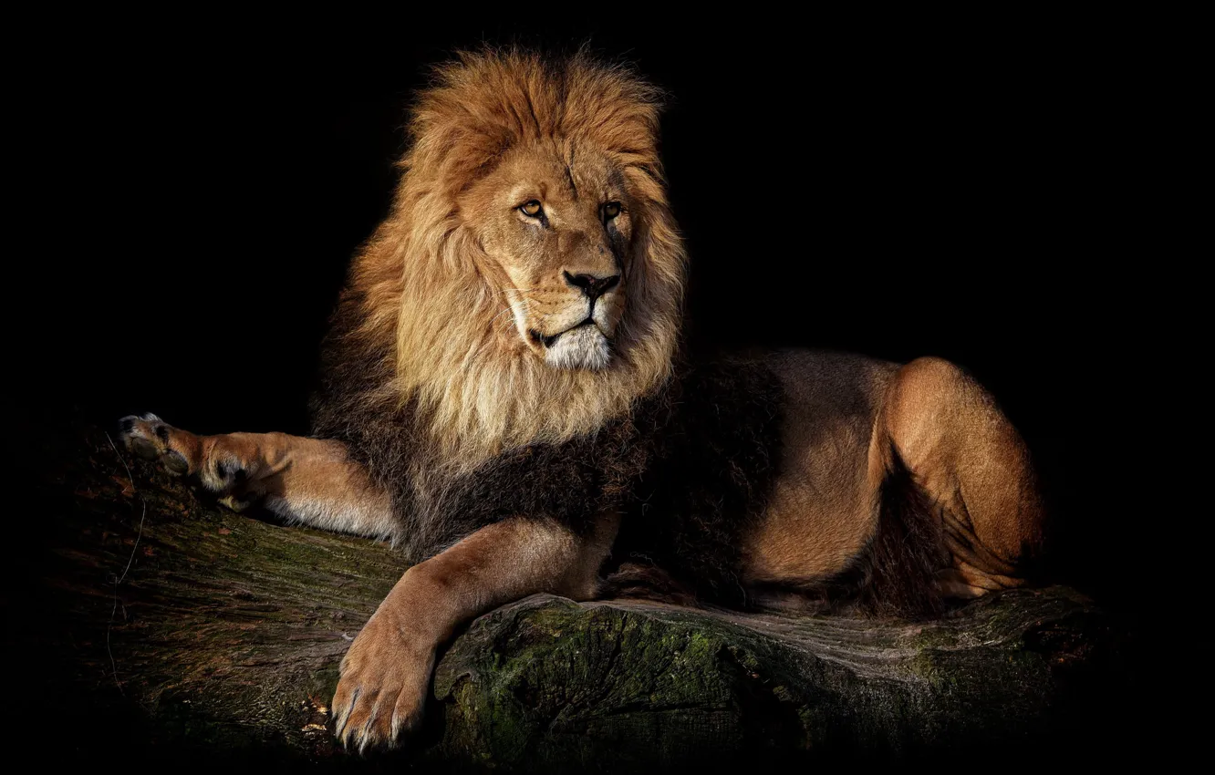 Photo wallpaper Leo, king, beast