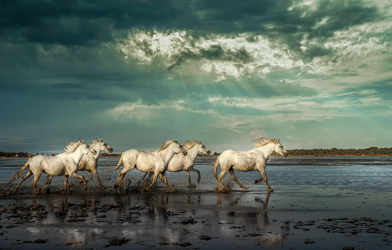 Photo wallpaper the sky, rays, river, horse, horse