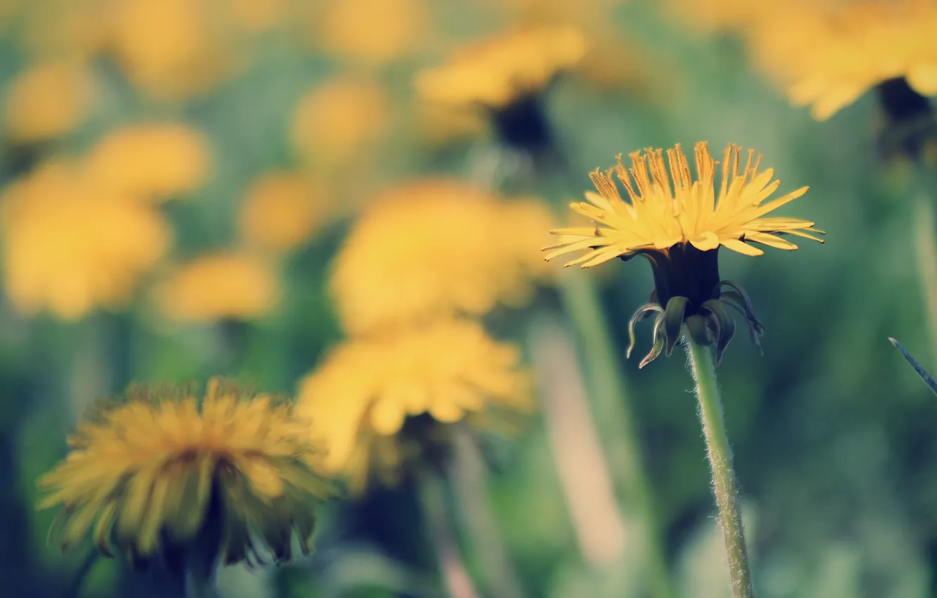 Photo wallpaper grass, the sun, macro, light, yellow, green, heat, dandelion