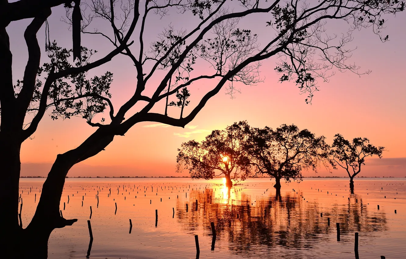 Photo wallpaper trees, sunset, Bay, mangroves, Philippines, Philippines, Mindanao, Mindanao