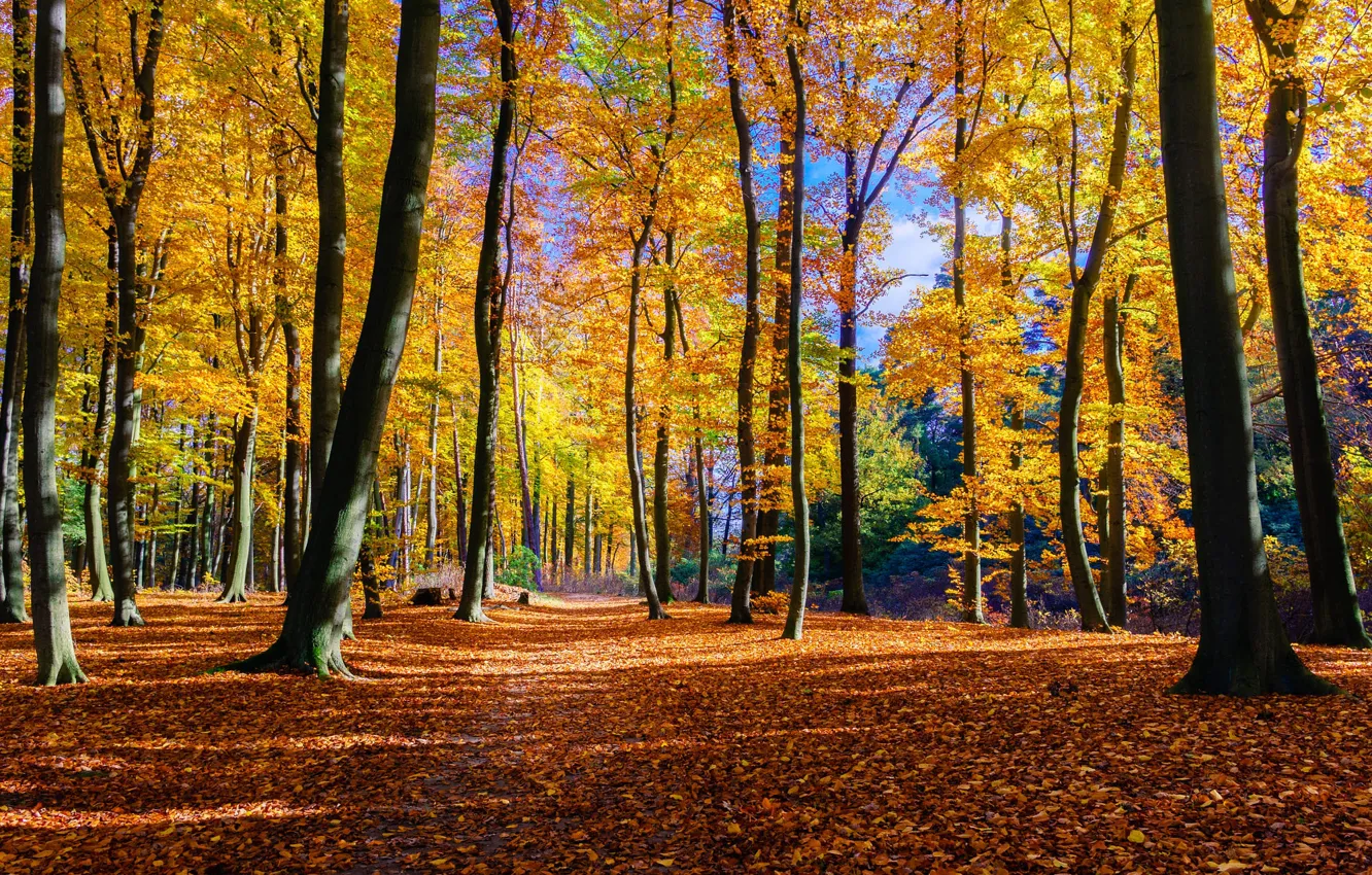 Photo wallpaper shadow, Park, light, bright foliage, trees, foliage, the colors of autumn, falling leaves