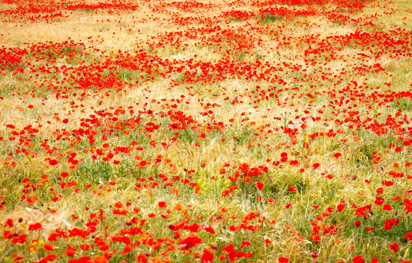 Photo wallpaper field, grass, red, Maki