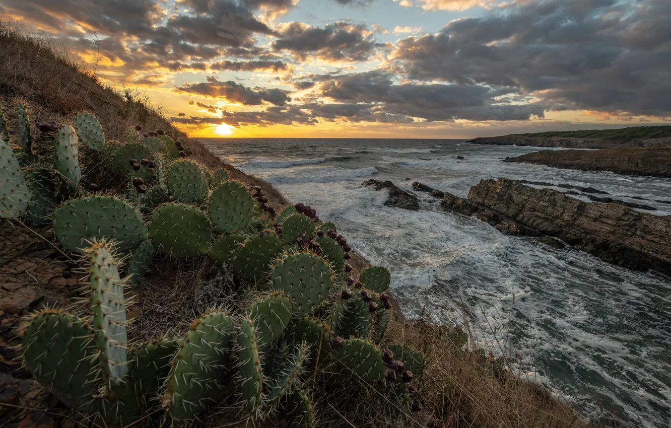 Photo wallpaper sea, landscape, sunset, nature, stones, cactus, slope