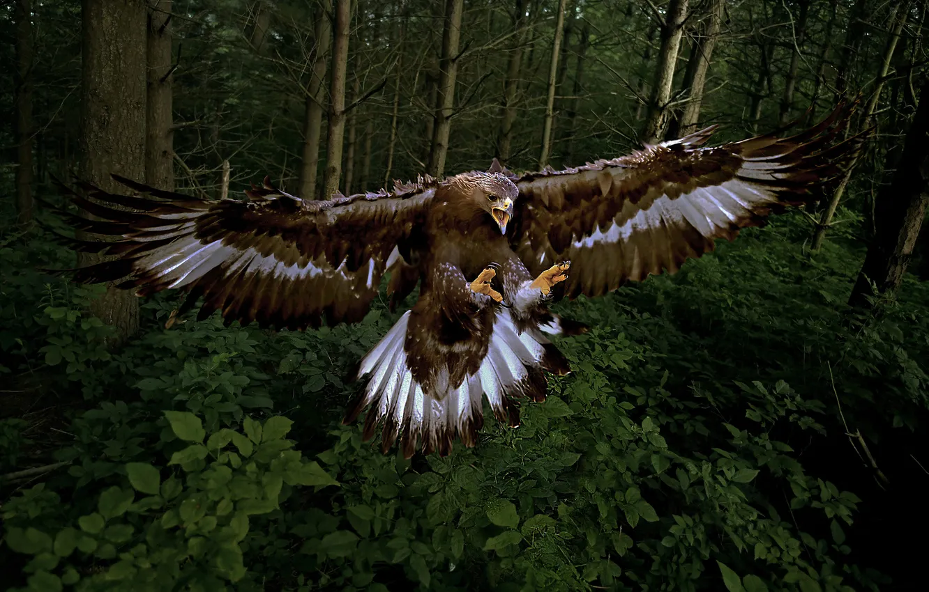 Photo wallpaper forest, trees, the dark background, thickets, bird, eagle, beak, claws