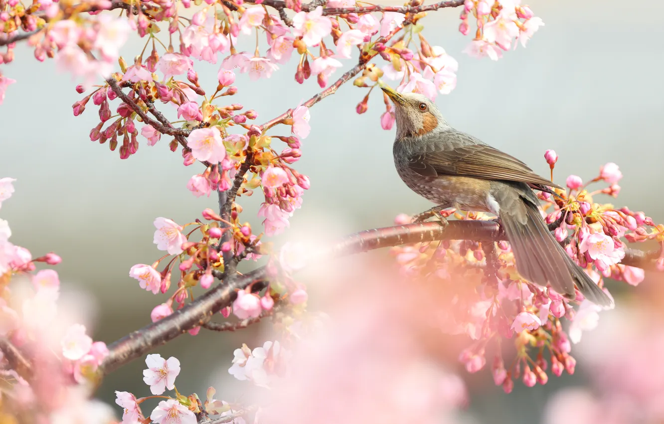 Photo wallpaper flowers, branches, bird, spring, Sakura, flowering, bokeh, Bulbul